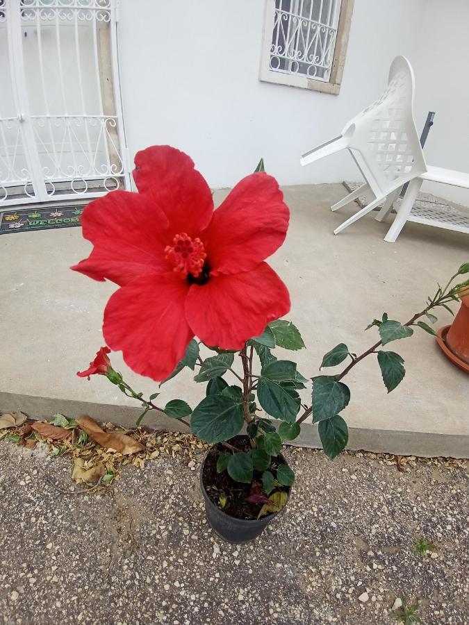 Hibiscus Siracusa Syracuse Extérieur photo